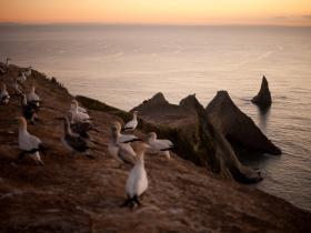 Gannet Colony at Cape Kidnappers