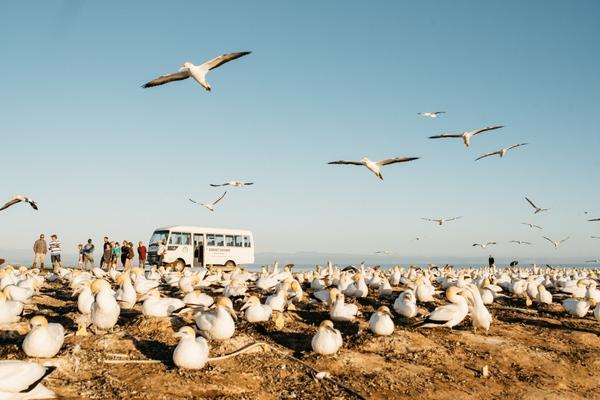 Gannets 600x402