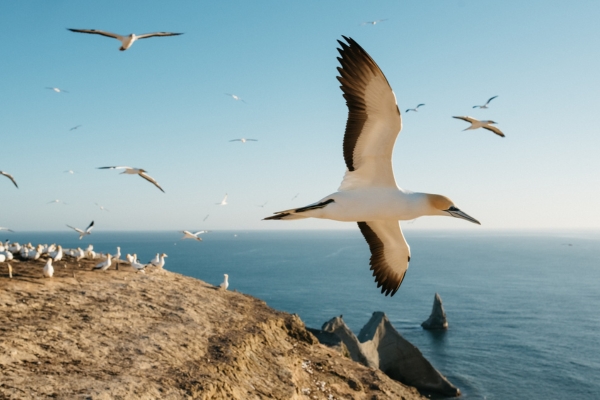 Gannets at Cape Kidnappers 600x400