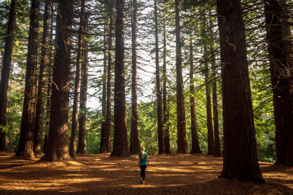 Instagramable Spots - Redwoods, Te Mata Peak Park