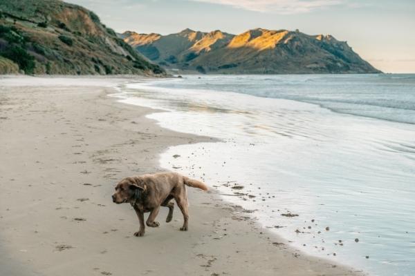 Kairakau Beach 600x400 2