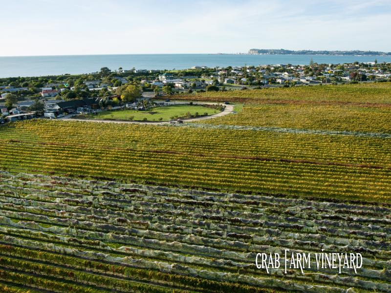 Crab Farm Winery Napier Hawke s Bay